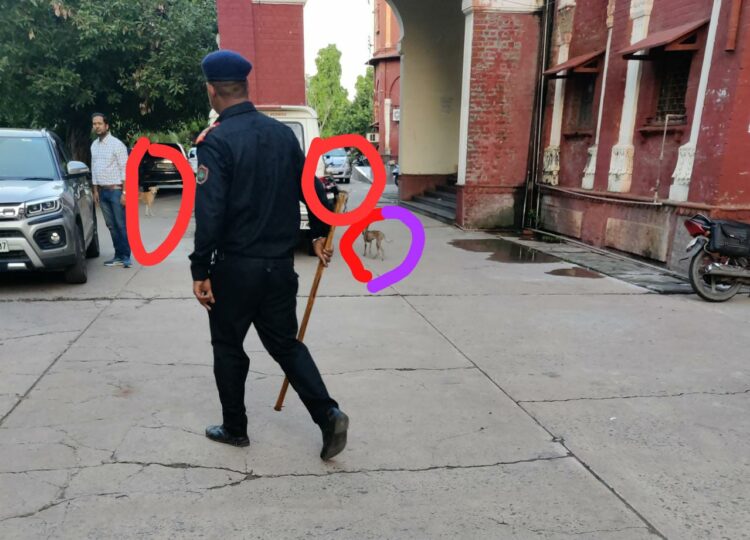 विश्वविद्यालय में कुत्तों के झुंड को देख नाराज हुए कुलसचिव