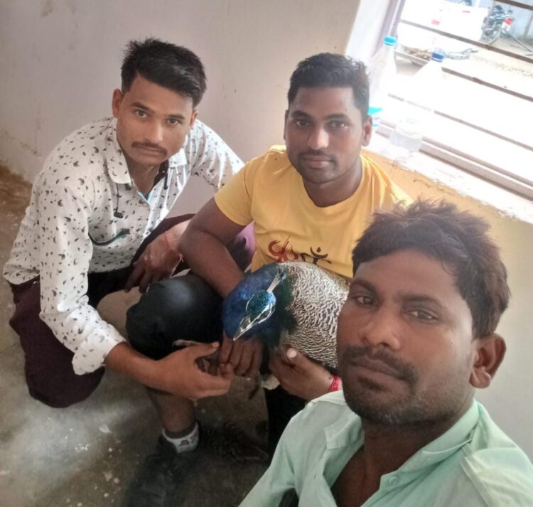 कुत्तों ने किया राष्ट्रीय पक्षी मोर पर हमला,ग्रामीणों ने बचाया