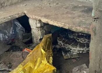 एत्मादौला क्षेत्र में अजगर देखने के बाद लोगों की बढ़ी बेचैनी