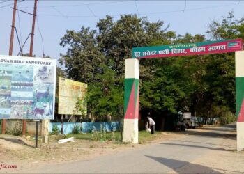 सूर सरोवर में कई पेड़ काटे गए, आरटीआई में हुआ खुलासा