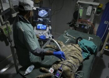 आगरा-मथुरा में वाइल्डलाइफ एसओएस ने 1300 से अधिक वन्यजीवों को दिया नया जीवन