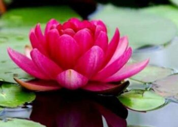 चार राज्यों में बीजेपी की वापसी, यूपी, उत्तराखंड, मणिपुर, गोवा में जीत, पंजाब में आप ने लगाई झाड़ू