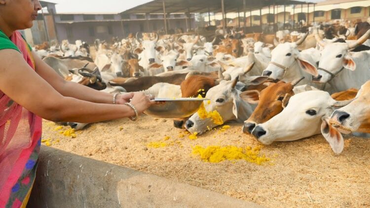 यूपी में आवारा पशुओं के लिए बनेंगे अभयारण्य, गाय पकड़ेंगे डीएम