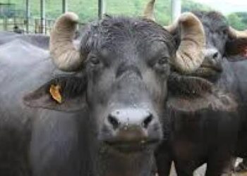 सट्टे में हारी रकम को चुकाने के लिए चुराईं भैंसें