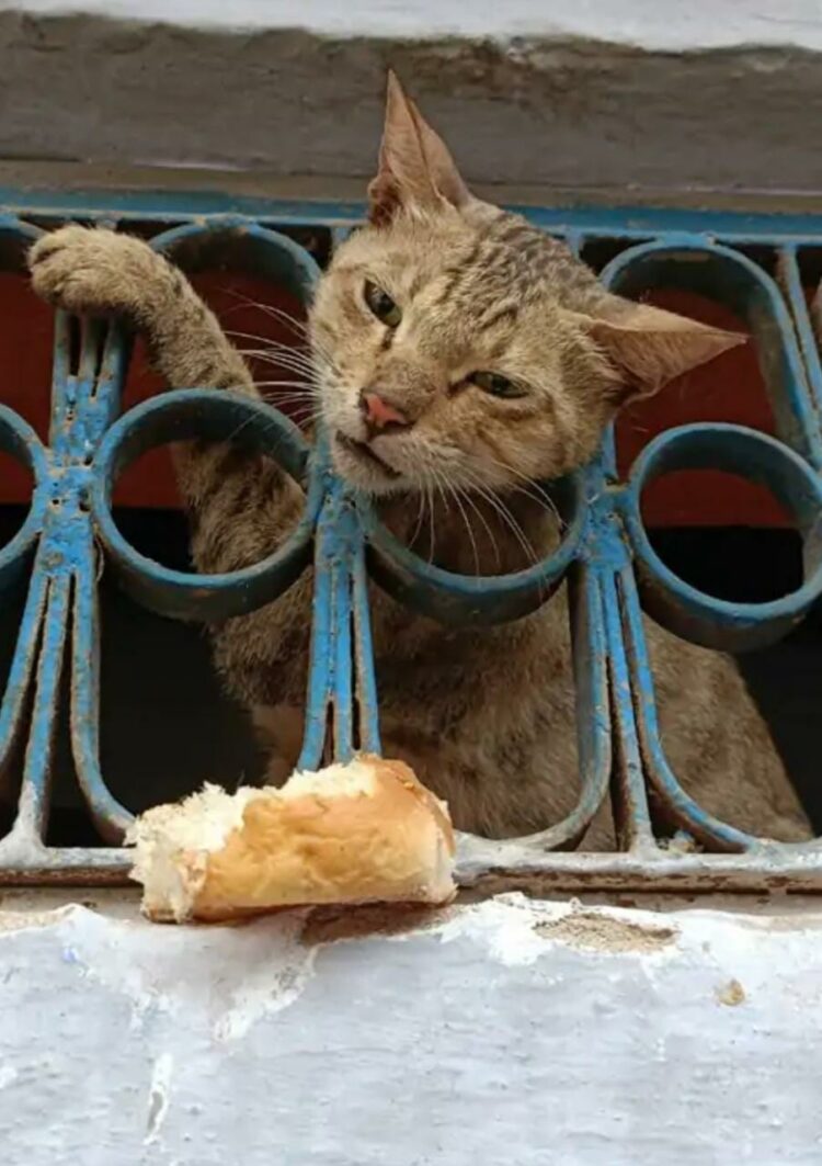 जंगले में फंसा बिल्ली का सिर, जंगला काटकर बचाई जान