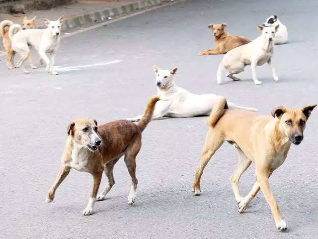 मूक बधिर बच्ची पर कुत्तों ने बोला हमला, आए 36 टांके