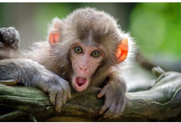 ताजमहल का दीदार करने आई दो महिलाओं को बंदरों ने काटा