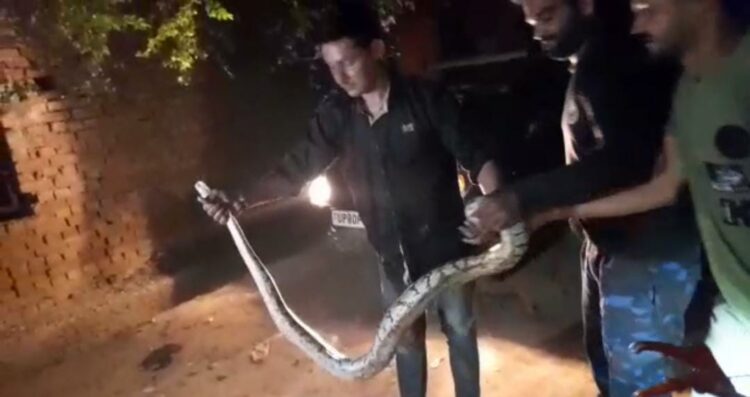 सिकंदरा की कॉलोनी में अजगर देखने पर मची खलबली