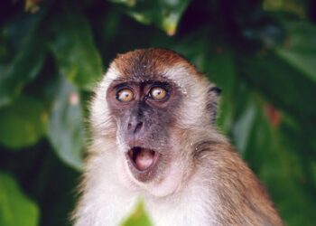 इस बार पश्चिम बंगाल के पर्यटक पर बंदर ने बोला हमला