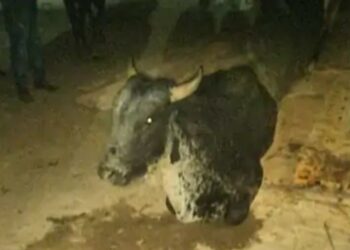 फतेहाबाद पुलिस ने पकड़ा गोवंश से भरा कंटेनर