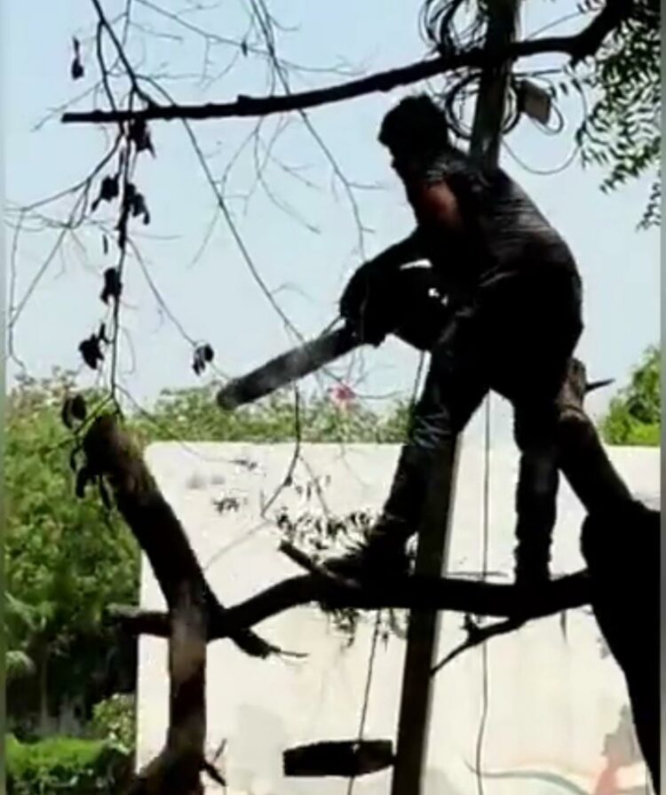 विश्वविद्यालय में आरी से हरे पेड़ काटे जा रहे, सोशल मीडिया पर फोटो वायरल