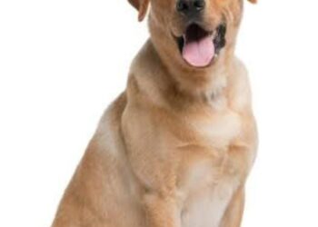 बंद कार में तड़प-तड़पकर लैब्राडोर श्वान की मौत