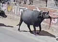 सदर पुलिस ने रात भर हवालात में रखने के बाद छोड़ दिए पशु चोर !