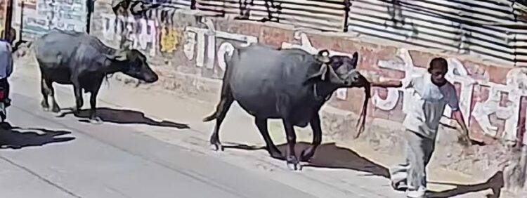 सदर पुलिस ने रात भर हवालात में रखने के बाद छोड़ दिए पशु चोर !