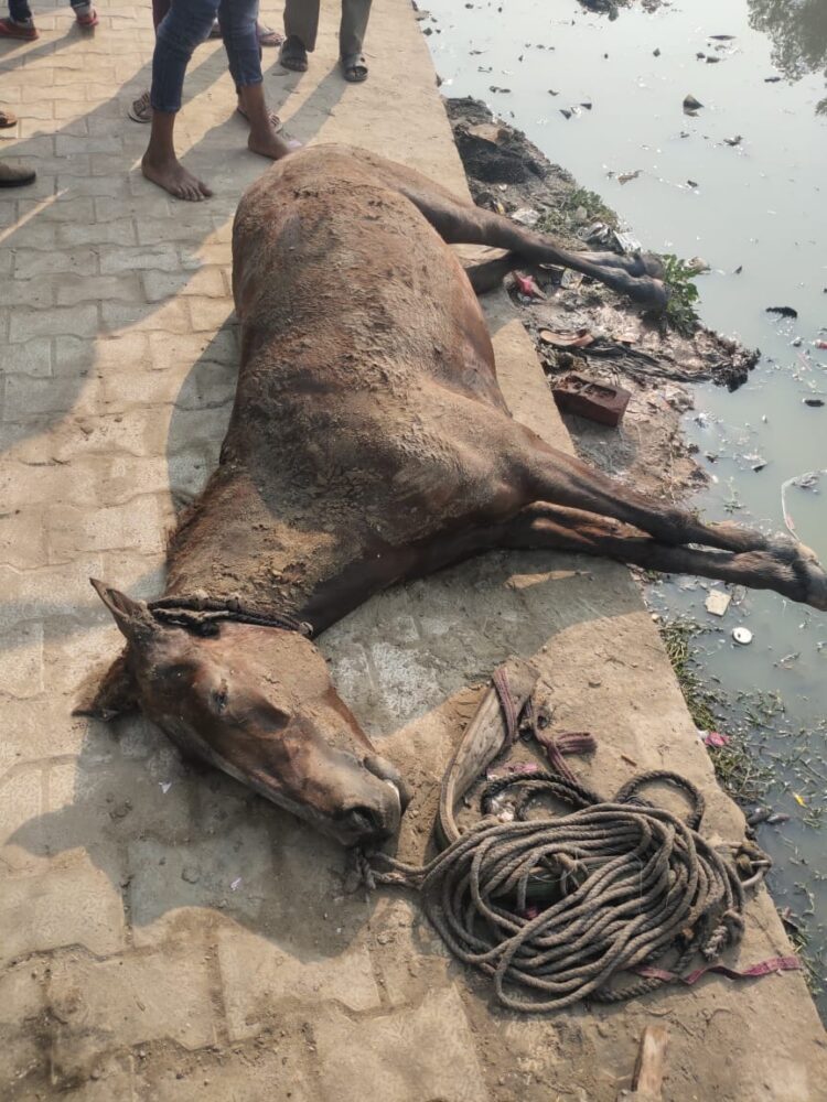 साहब गरीब आदमी बोल रहा हूं मेरी घोड़ी को बचा लो तालाब में गिर गई है..