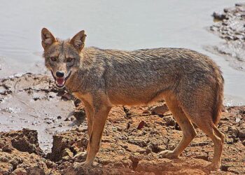 सियार ने मासूम बच्चे पर बोला हमला, काटकर किया घायल