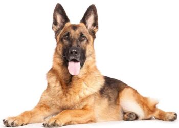 एत्माउद्दौला थाना पुलिस ने डॉक्टर के चोरी हुए जर्मन शेफर्ड को 14 घंटे में खोज निकाला