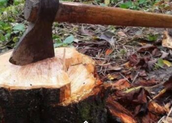 जंगल में पेड़ों के काटने की सूचना पर पहुंची वन विभाग की टीम पर हमला