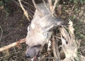 लकड़बग्घा खेतों की रखवाली को लगे कंटीले तारों की बाड़ में फंसा