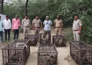 आठ लंगूरों को रेस्क्यू कर बचाया, कॉलोनी में बांध रखे थे