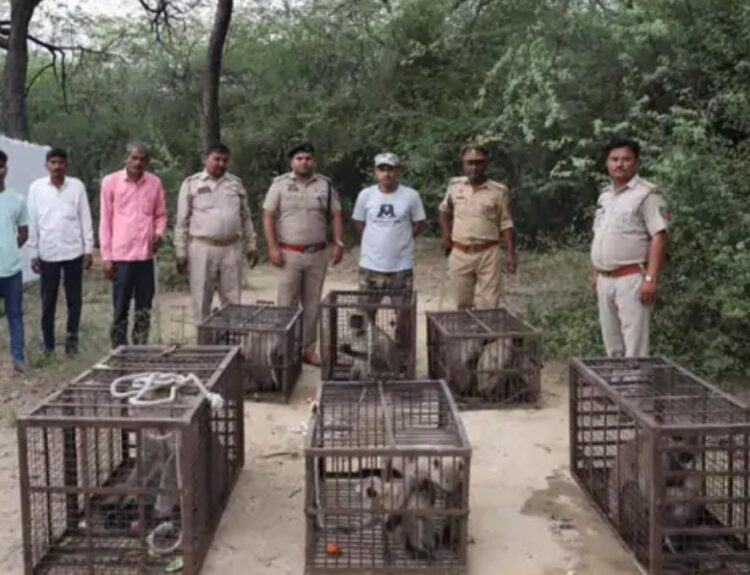 आठ लंगूरों को रेस्क्यू कर बचाया, कॉलोनी में बांध रखे थे