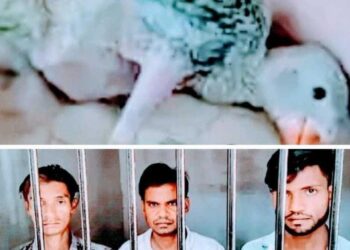 पेड़ों से तोतों के बच्चों को चुराने वाले तीन चोरों को पुलिस ने पकड़ा