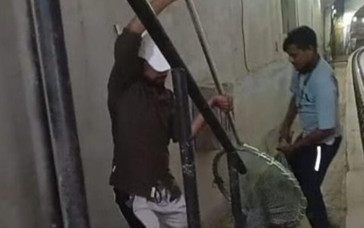 मेट्रो स्टेशन में घुसा कुत्ता, काफी देर तक रही अफरा तफरी