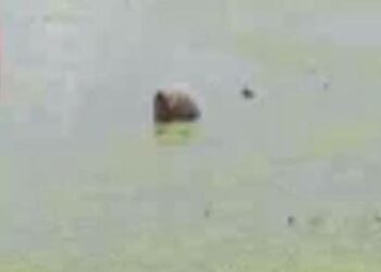 जलभराव की समस्या को लेकर ग्रामीणों में आक्रोश, एक महिला ने ली जल समाधि