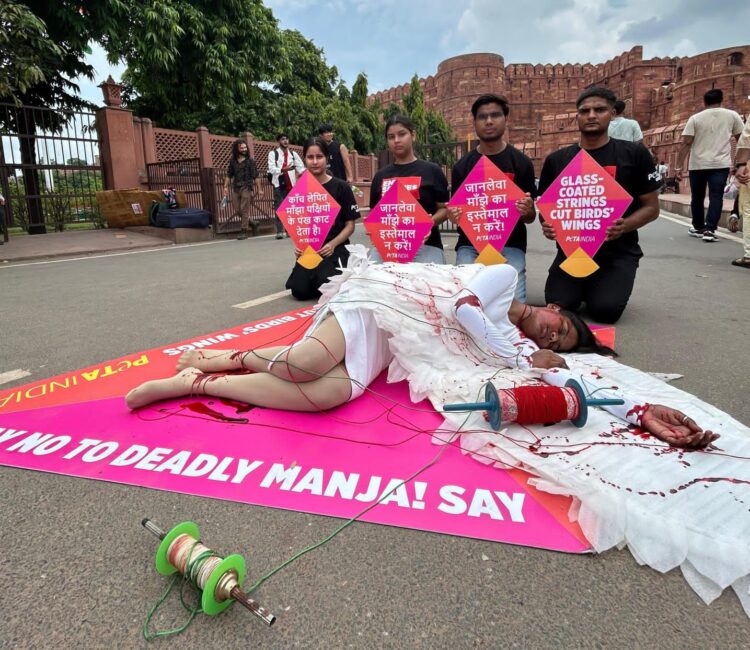 पेटा ने किया घायल पक्षी को लेकर अनोखा प्रदर्शन, बताया मांझा कितना खतरनाक