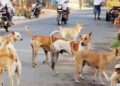 A solution to eliminate STRAY DOGS MENACE