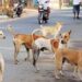 A solution to eliminate STRAY DOGS MENACE