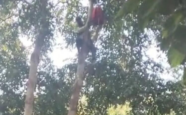 वन विभाग के कार्यालय के सामने आत्महत्या करने के लिए पेड़ पर चढ़ गया युवक