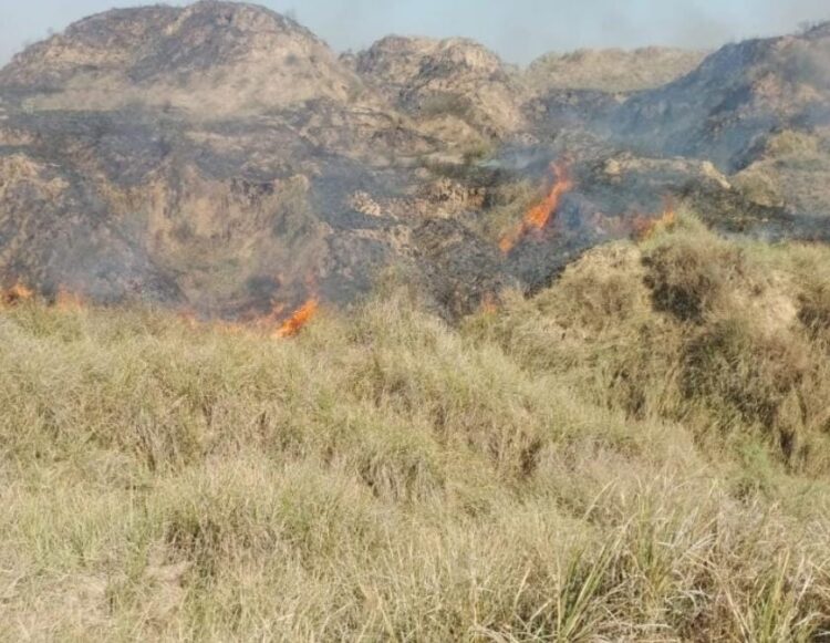 चंबल के बीहड़ में भीषण आग लगने से पूरे इलाके में मची अफरा-तफरी