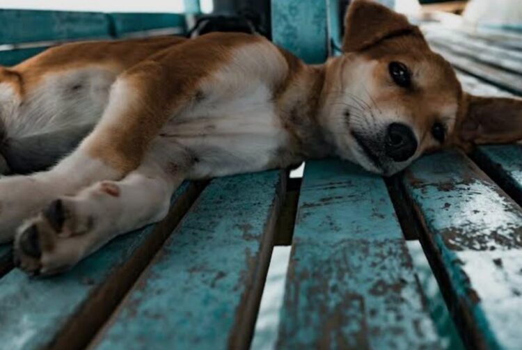 शाहगंज में धारदार हथियार से कुत्ते को मार डाला, बदबू से खुला राज